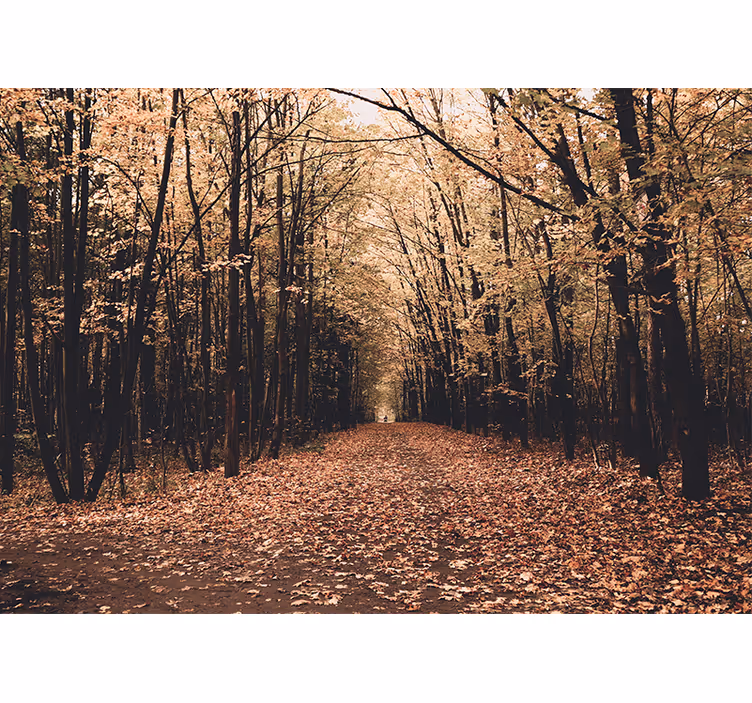 Fotomurale foresta vista sentiero autunnale - TenStickers