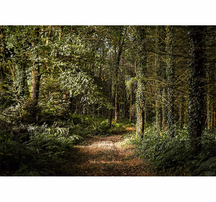 Carta da parati foresta sentiero lussureggiante - TenStickers