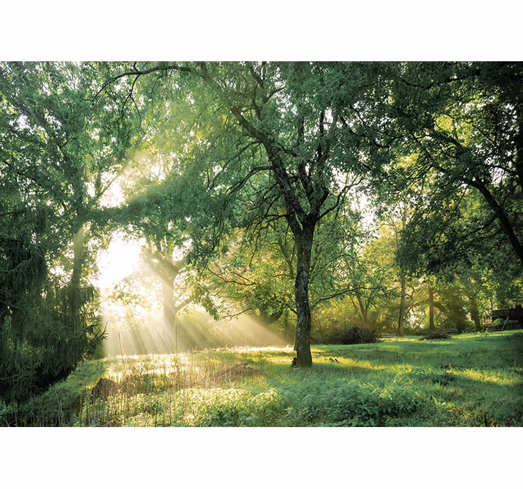 Fotomurali natura foresta soleggiata e serena - TenStickers