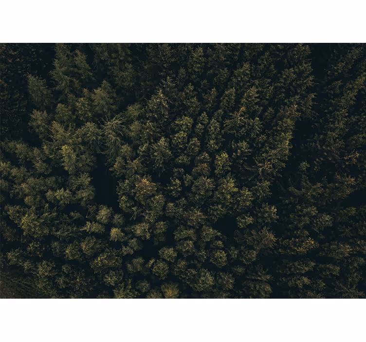 Fotomurali natura tetto verde lussureggiante - TenStickers