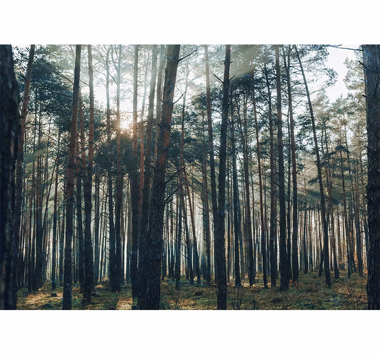 Fotomurale foresta boschetto di pini sereno - TenStickers