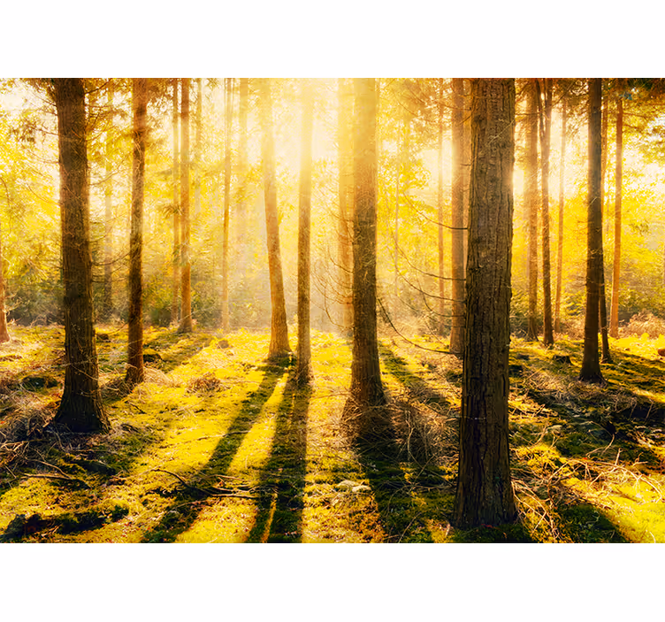 Fotomurali natura paesaggio boschivo illuminato dal sole - TenStickers