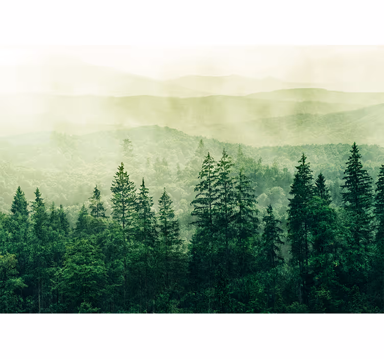 Fotomurali natura paesaggio verde nebbioso - TenStickers