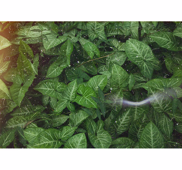 Fotomurali natura composizione di foglie vivaci - TenStickers
