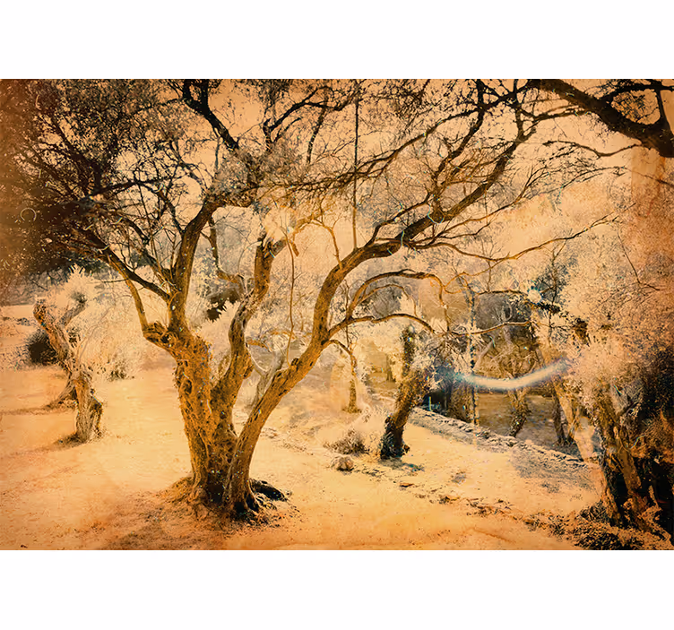 Fotomurale foresta ulivi d'oro - TenStickers