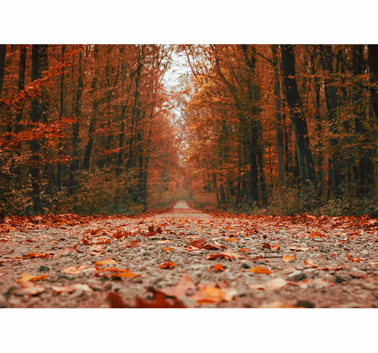 Carta da parati foresta sentiero d'autunno - TenStickers