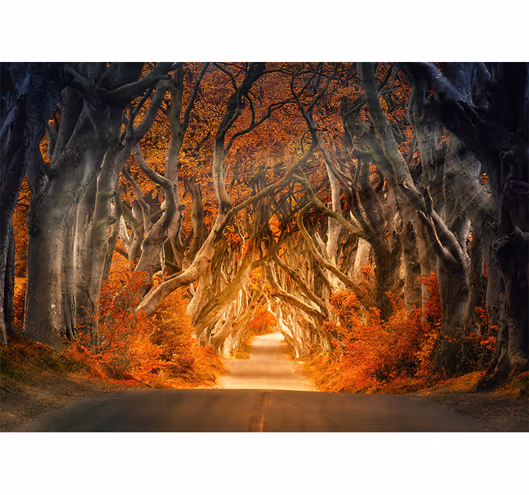 Fotomurale foresta sentiero forestale incantato - TenStickers