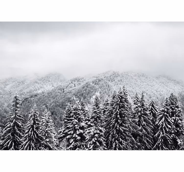 Fotomurali natura paesaggio boschivo invernale - TenStickers