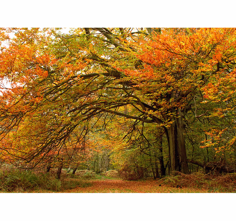Carta da parati foresta vista boschiva d'autunno - TenStickers