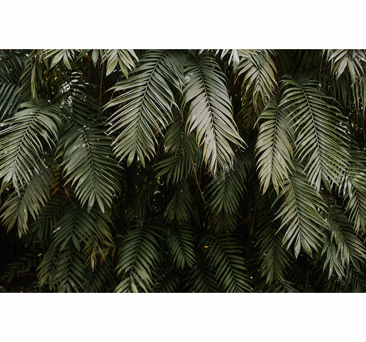 Fotomurali natura vegetazione tropicale - TenStickers