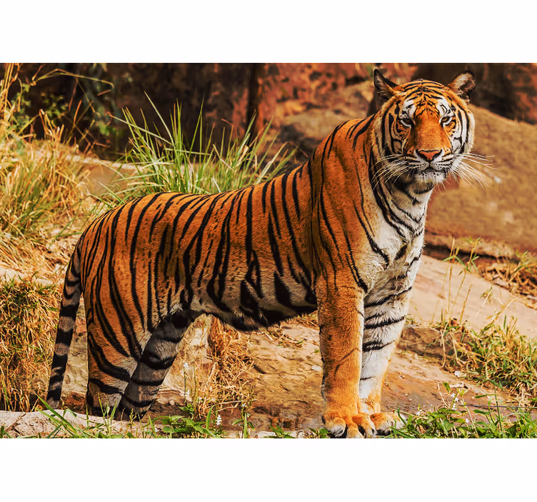 Fotomurale animali presenza del maestoso tigre - TenStickers
