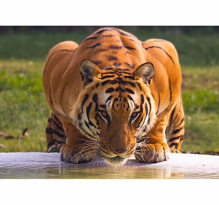 Fotomurale animali posizione del tigre reale - TenStickers