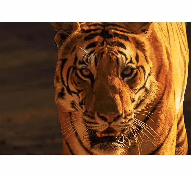 Fotomurali leone sguardo regale della tigre - TenStickers