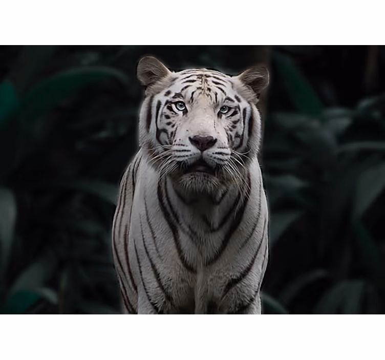 Fotomurale animali tigre bianca regal - TenStickers