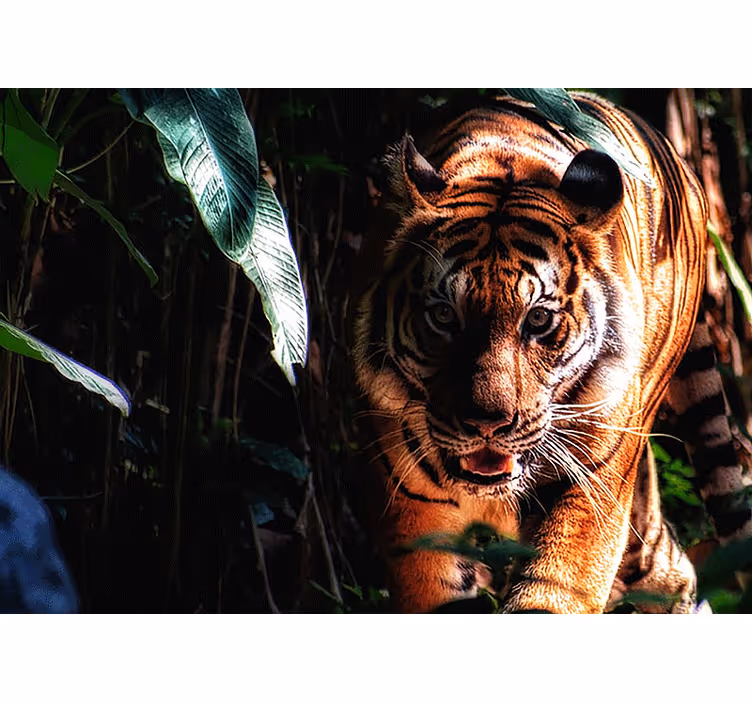 Fotomurale animali tigre maestosa in agguato - TenStickers
