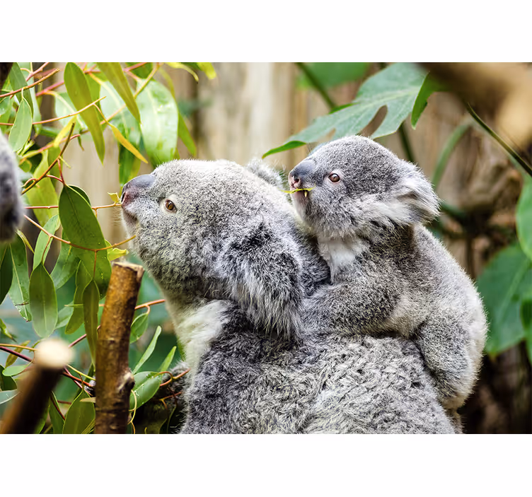 Fotomurale animali koala sull'albero - TenStickers