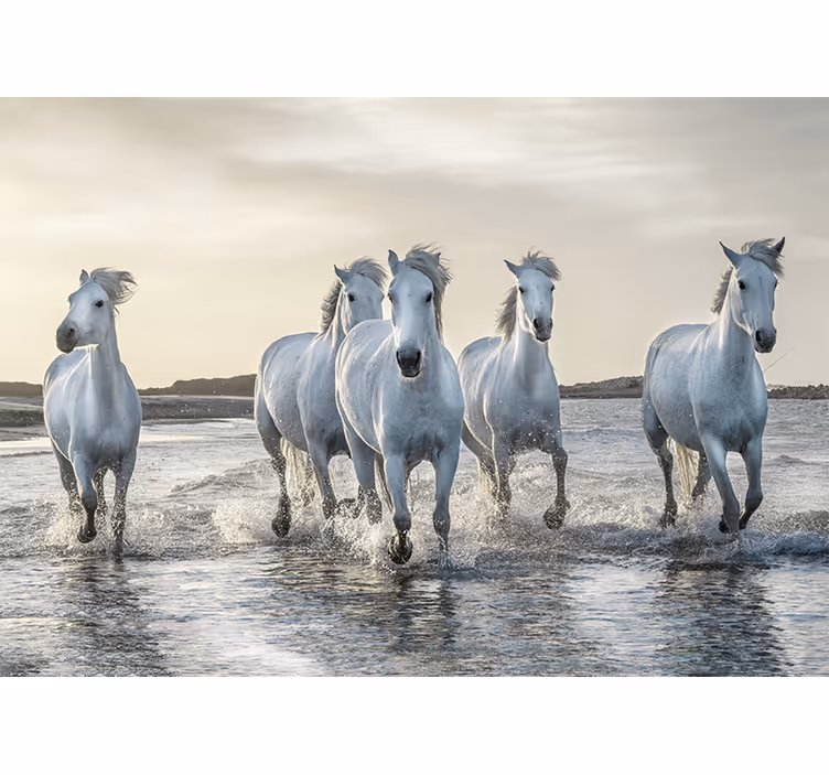 Fotomurale cavalli bianchi al galoppo - TenStickers