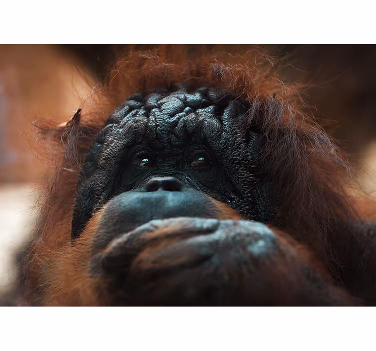 Fotomurale animali sguardo riflessivo di orangutan - TenStickers