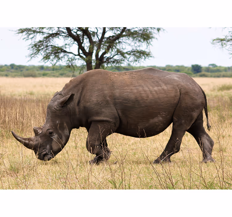 Fotomurale animali rinoceronte al pascolo serengeti - TenStickers