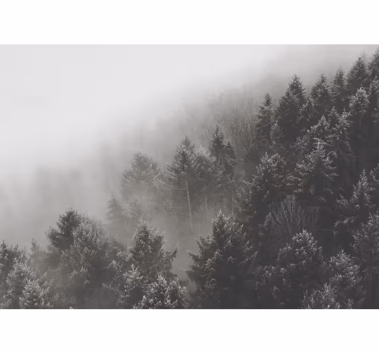 Fotomurale foresta paesaggio di pini nella nebbia - TenStickers
