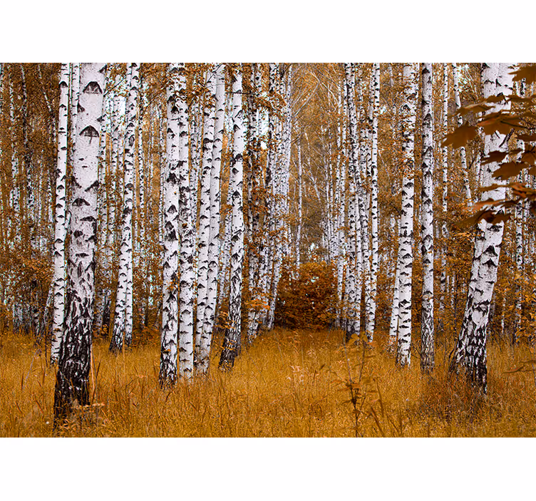 Fotomurale foresta betulle - TenStickers