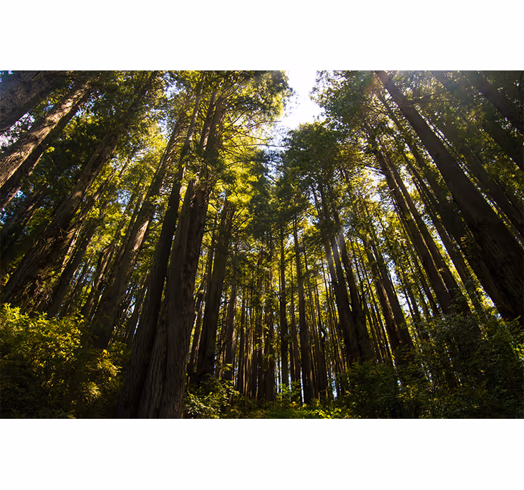 Fotomurale foresta alberi alti - TenStickers