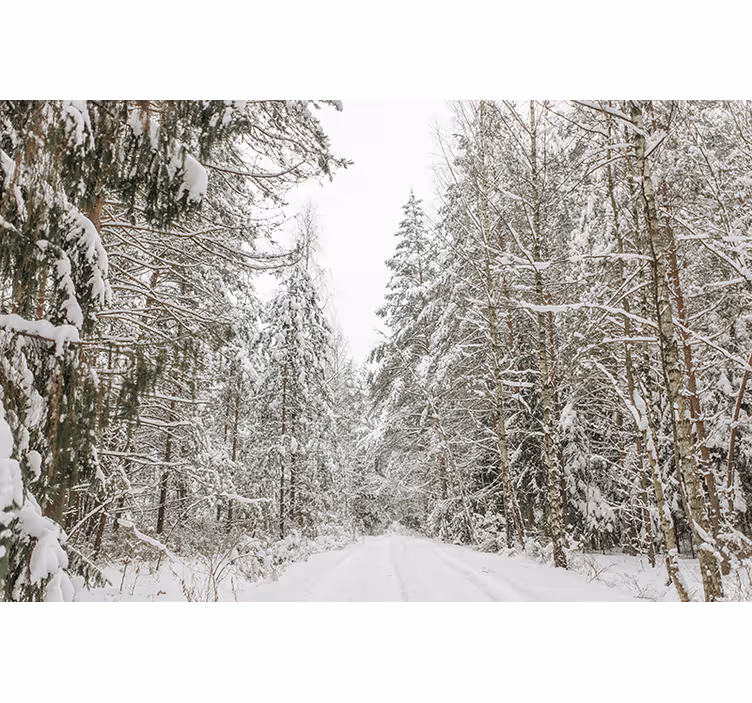 Fotomurale foresta giornata invernale - TenStickers