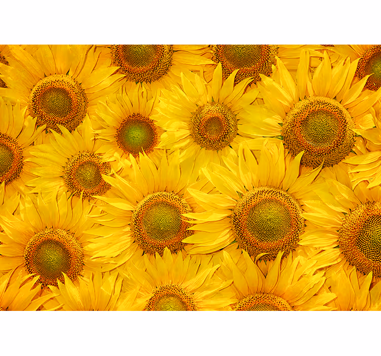 Fotomurale soggiorno girasoli - TenStickers