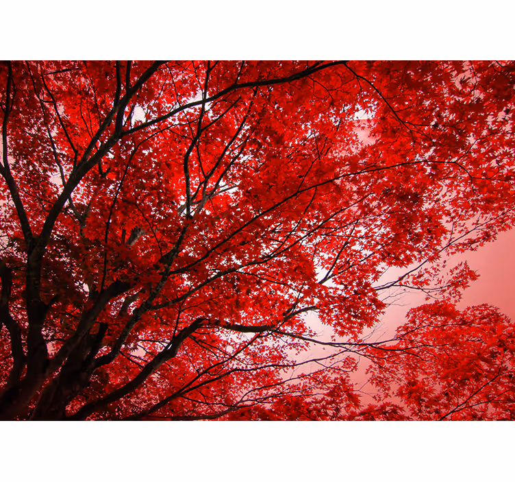 Fotomurale alberi rami rossi - TenStickers