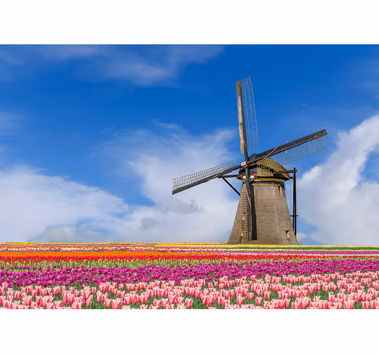 Fotomurale Amsterdam mulino a vento del campo dei tulipani - TenStickers