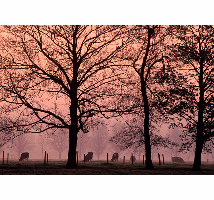 Fotomurale paesaggi paesaggio arboreo nebbioso - TenStickers
