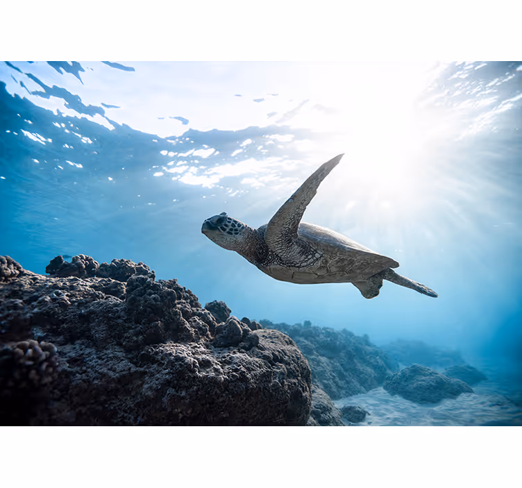 Fotomurali animali diversi scena di tartaruga subacquea - TenStickers