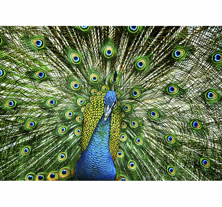 Fotomurale animali esposizione di piume di pavone - TenStickers