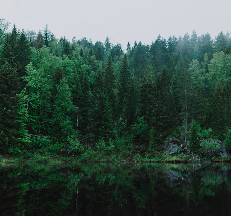 Fotomurale alberi foresta Profonda - TenStickers