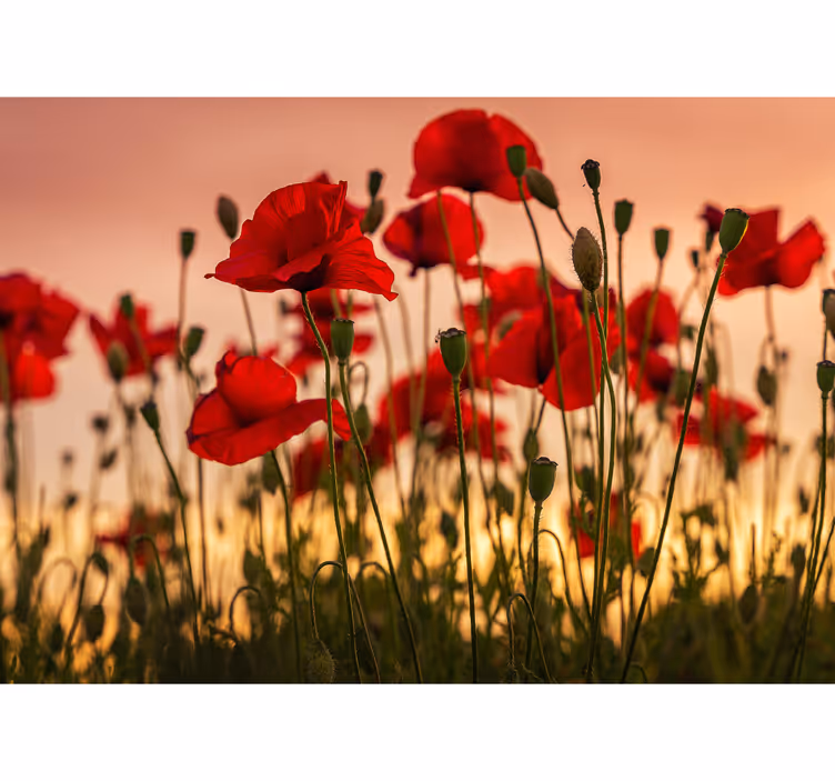 Fotomurale papaveri Papaveri con un tramonto - TenStickers