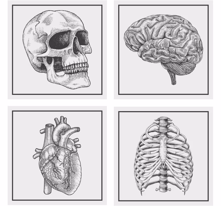Sottobicchieri frikis teschio anatomico cervello cuore - TenStickers