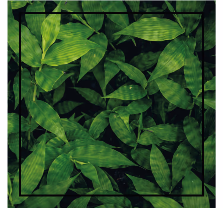 Sottobicchieri motivo foglia verde lussureggiante - TenStickers