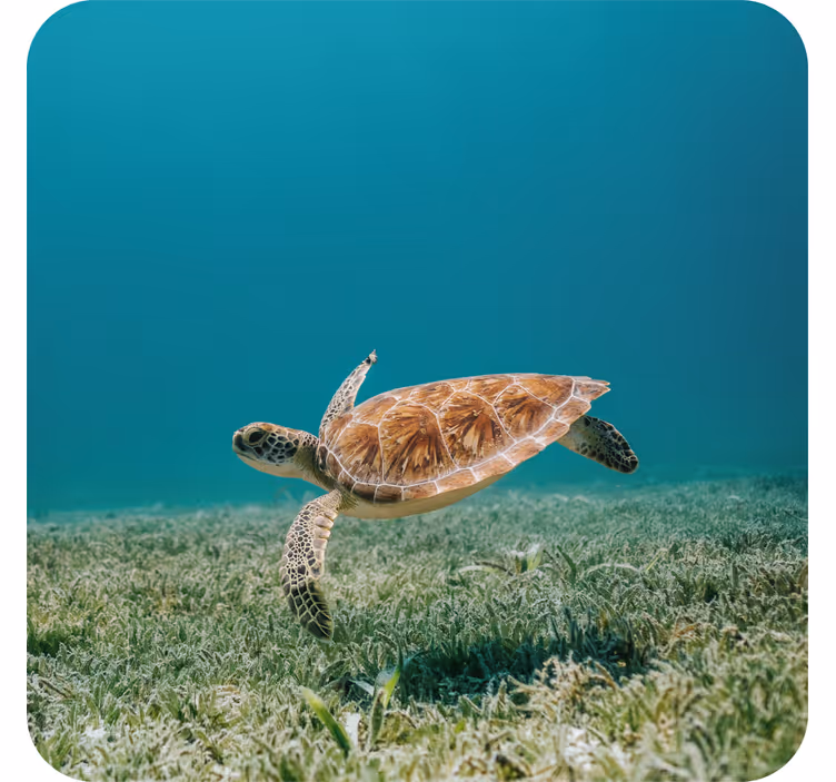 Sottobicchieri moderno tartaruga marina in movimento - TenStickers