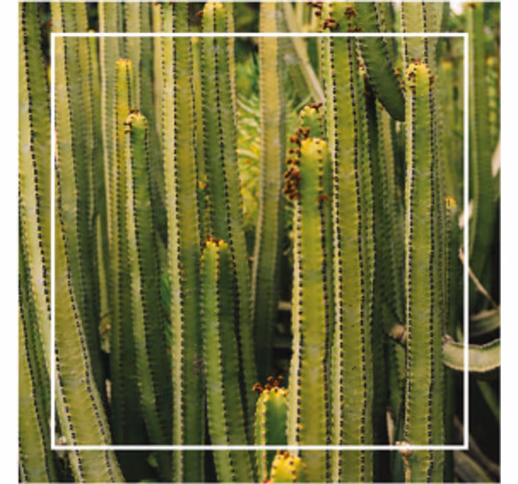 Sottobicchieri superficie a texture cactus - TenStickers