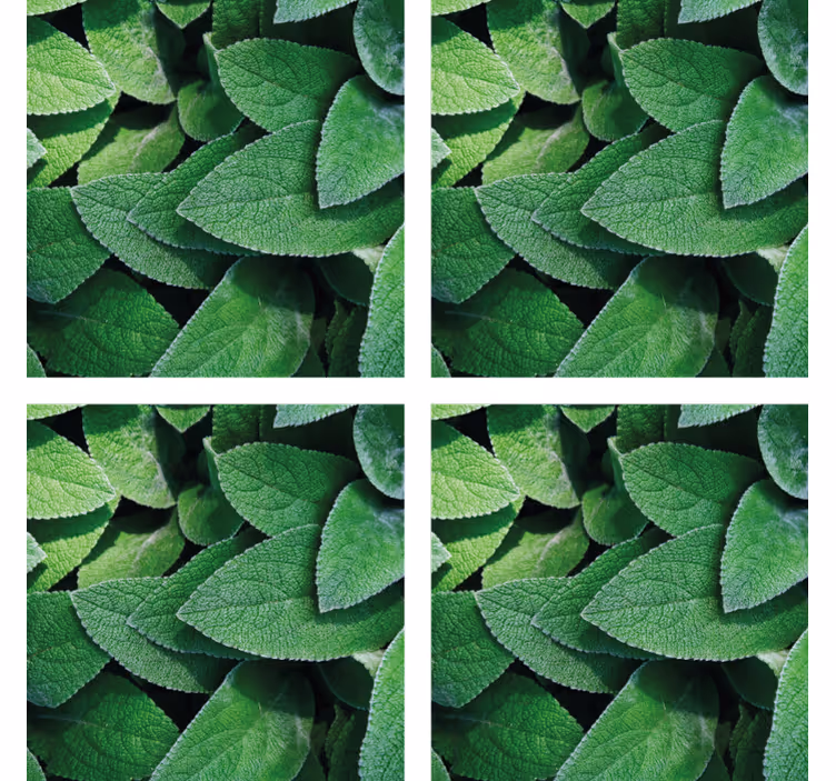 Sottobicchieri motivo foglia verde vivace - TenStickers