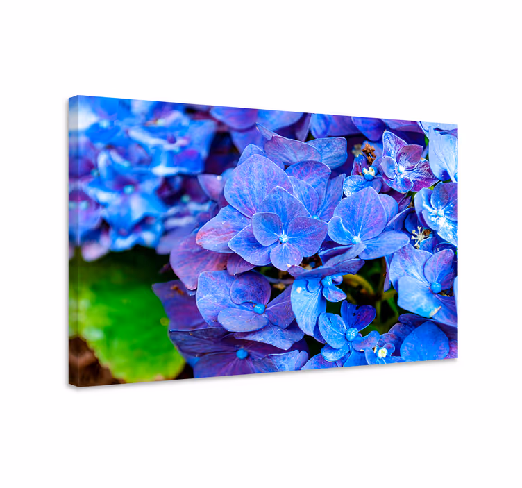 Quadro blu fiori di ortensia - TenStickers