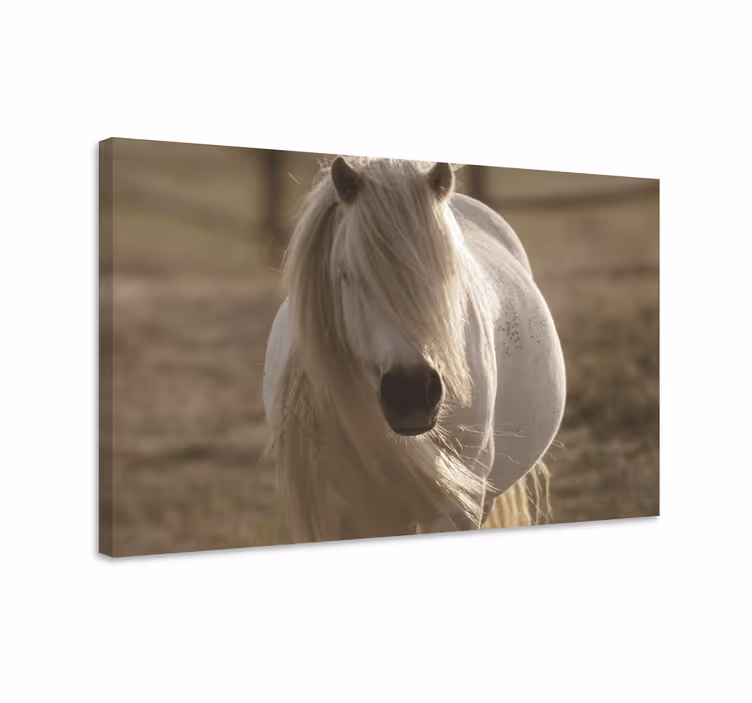 Quadro con cavallo faccia bianca - TenStickers