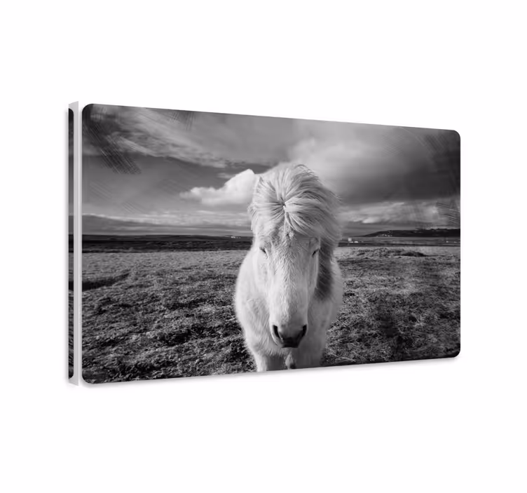 Quadro con cavallo bianco - TenStickers