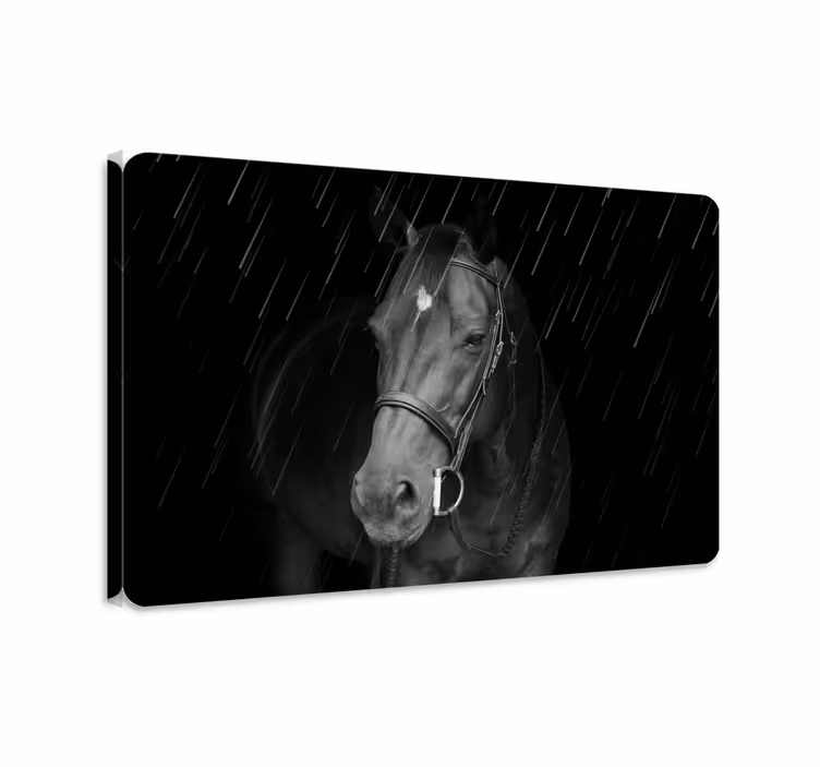 Quadro con cavallo cavalleresco sotto la pioggia - TenStickers