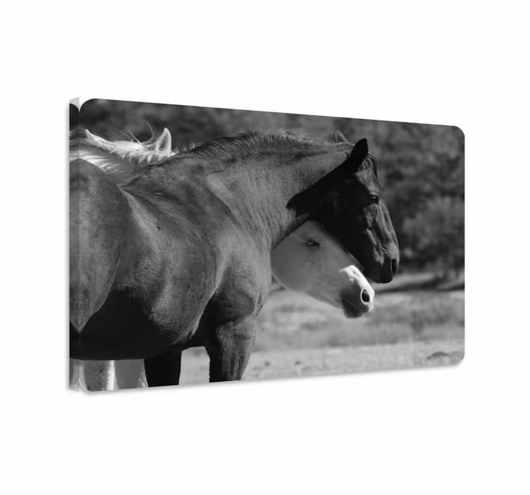 Quadro con cavallo cavalli bianchi e neri che si abbracciano - TenStickers