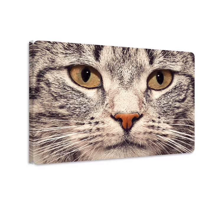 Quadro gatto adesivo per laptop faccia di gatto - TenStickers