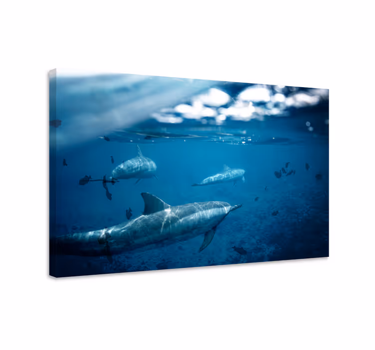 Quadro pesci delfini e pesci - TenStickers