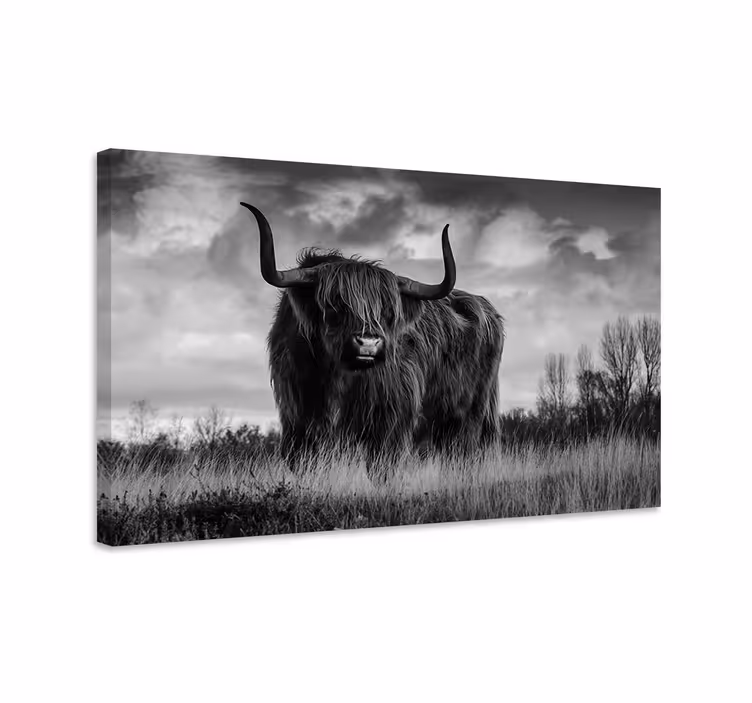 Quadro animali Bestiame dell'altopiano in bianco e nero - TenStickers