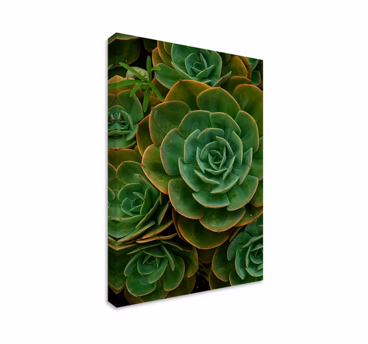 Dipinto fiori e piante primo piano della pianta succulenta - TenStickers