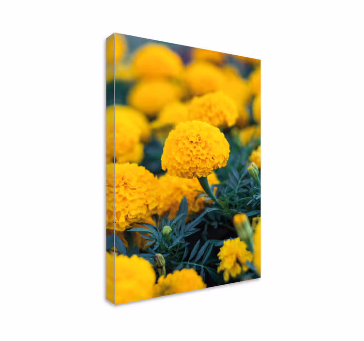 Dipinto fiori fiori di tagete giallo - TenStickers